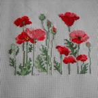 coquelicots 165
