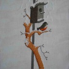 petit rouge gorge 251